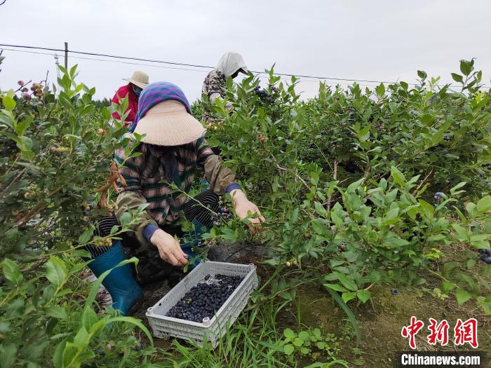 今年以来公安机关破获尊龙凯时娱乐食品安全犯罪案件1万余起 相关典型案例被通报